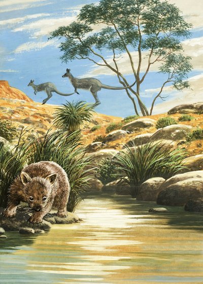 Wombat et kangourous - English School