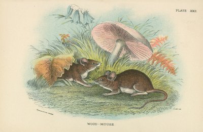 Souris des bois - English School