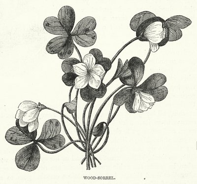 Oxalis - English School