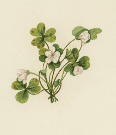 Oxalis Acetosella - English School