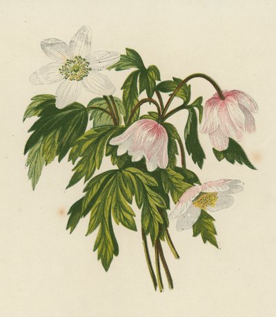 Anémone des bois, Anemone Nemorosa - English School