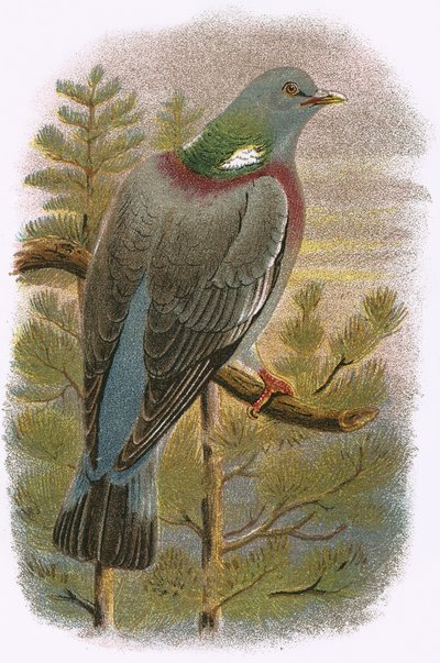 Pigeon ramier - English School