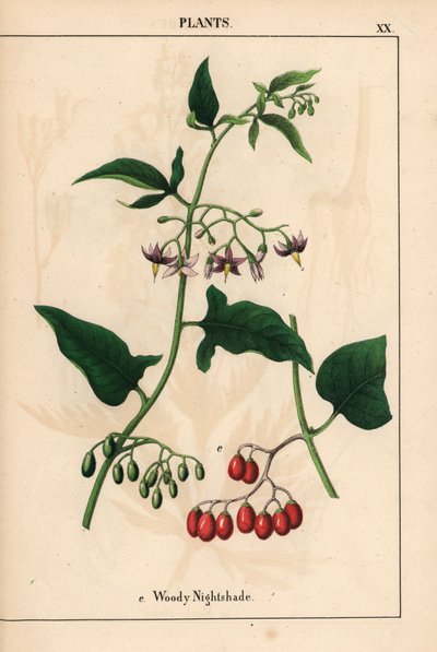 Morelle douce-amère avec fleurs violettes et baies rouges, de 