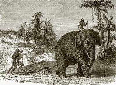 Éléphant de travail à Ceylan - English School
