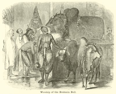 Adoration du taureau brahmane - English School