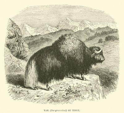Yak (Bos grunniens) du Tibet - English School