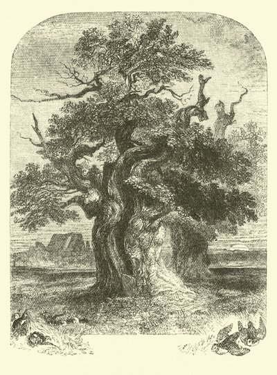 Le chêne de Yardley - English School