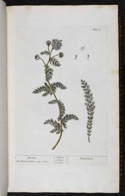 Achillée millefeuille, Planche 18 de 
