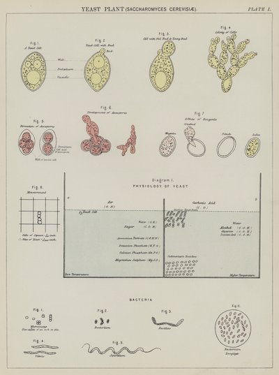 Levure, Saccharomyces Cerevisiae - English School