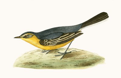 Bergeronnette à tête jaune, illustration de 