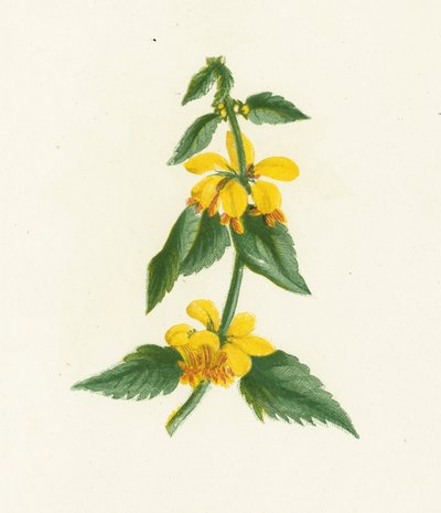Galeobdolon jaune, Galeobdolon Luteum - English School