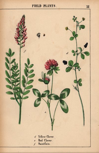 Trèfle jaune, trèfle rouge et sainfoin, de "The Instructive Picturebook, or Lessons from the Vegetable World," [Charlotte Mary Yonge], Édimbourg - English School