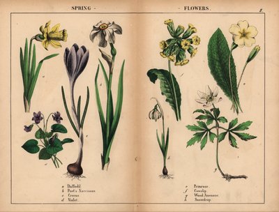 Jonquille jaune, narcisse des poètes blanc, crocus violet, violette violette, primevère jaune, coucou jaune, anémone des bois blanche et perce-neige blanche, de "The Instructive Picturebook, or Lessons from the Vegetable World," [Charlotte Mary Yonge], Édi - English School