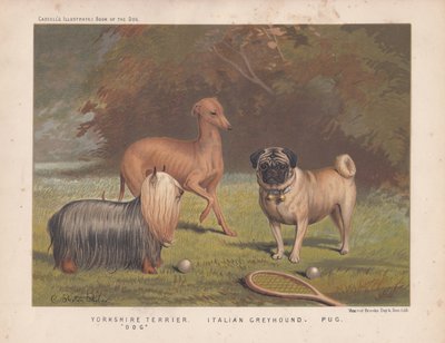 Yorkshire terrier, lévrier italien et carlin avec raquette et balles de tennis - English School
