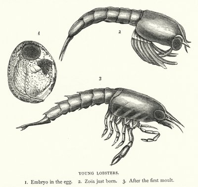 Jeunes Homards - English School