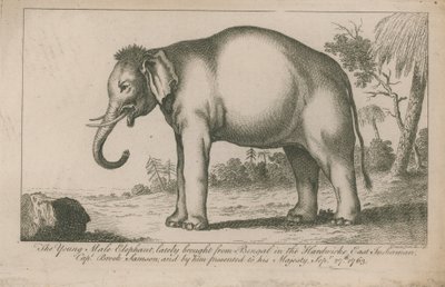 Jeune éléphant mâle - English School