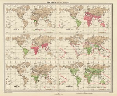 Zoogéographie : Mammalia, Primates, Chiroptères - English School