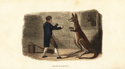 Gardien de zoo boxant un kangourou mâle au zoo d