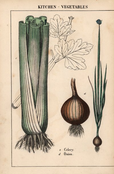 de "The Instructive Picturebook, or Lessons from the Vegetable World," [Charlotte Mary Yonge], Édimbourg - English School