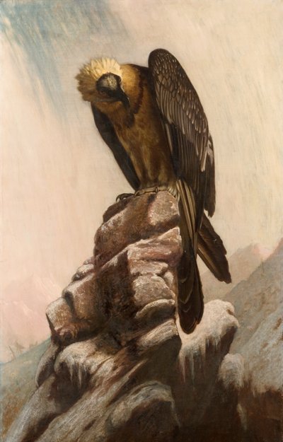 Aigle sur une falaise - English School English School