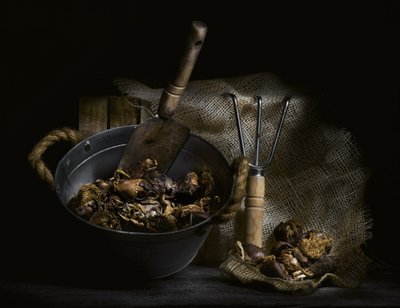 Champignons cueillis et outils - Enrico Sottocorna