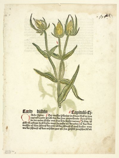 Chardon (recto) et bourgeons de chardon (verso) du Gart Der Gesundheit (également appelé Hortus sanitatis, ou Jardin de la santé), planche 32 des gravures sur bois tirées de livres du XVe siècle. - Erhard Reuwich