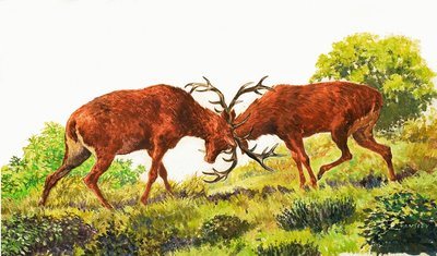 Red Deer - Eric Tansley