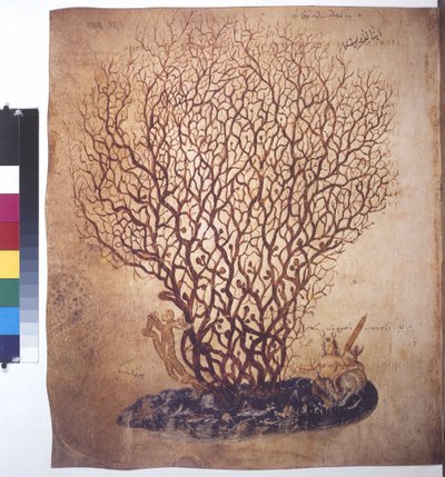 Page complète : étude des plantes - Erich Lessing