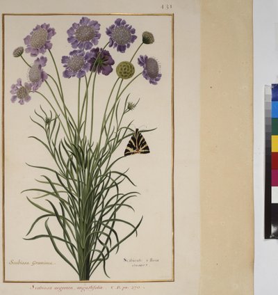 Pleine page : étude de plantes, vers 1650-75 - Erich Lessing