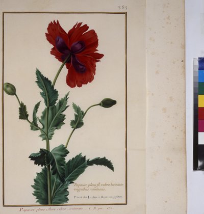 Pleine page : étude de plantes, vers 1650-75 - Erich Lessing