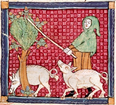Septembre : cochons mangeant des glands. Miniature du Breviaire d