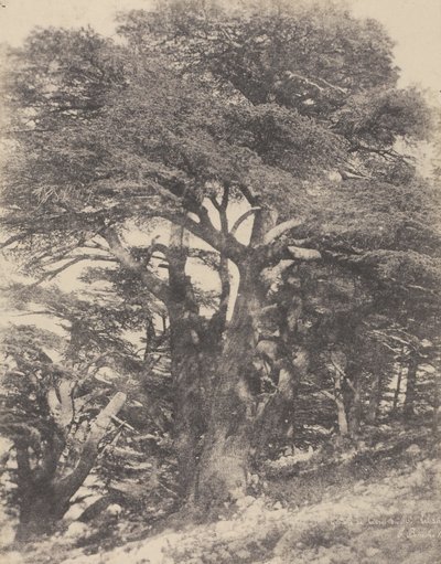 Groupe de Cèdres de Mt. Liban / [Group of Cedar Trees, Mount Lebanon] - Ernest Benecke