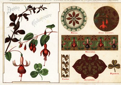 Images de fuchsia et d