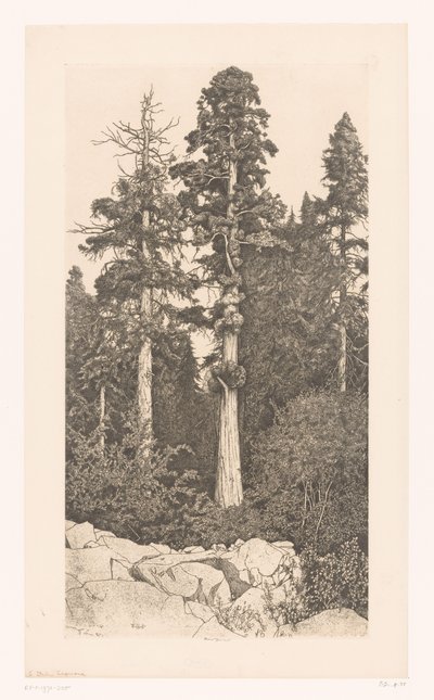 Sequoia boom Baby Sequoia - Ernest Haskell (signed by artist)