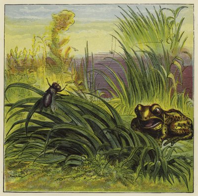 Grenouille et mouche - Ernest Henry Griset