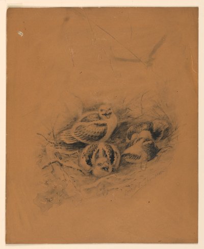 Oiseaux - Ernest Thompson Seton