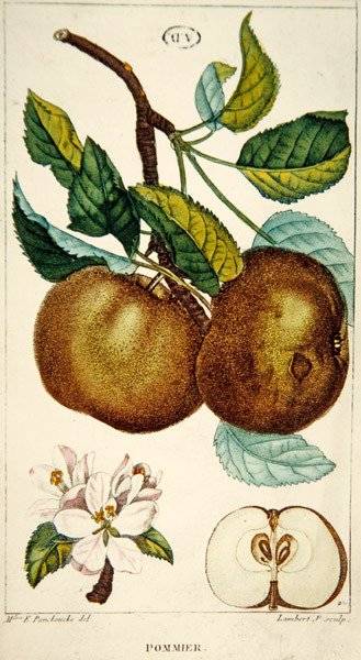 Pommier, gravé par Lambert, vers 1820 - Ernestine (after) Panckoucke