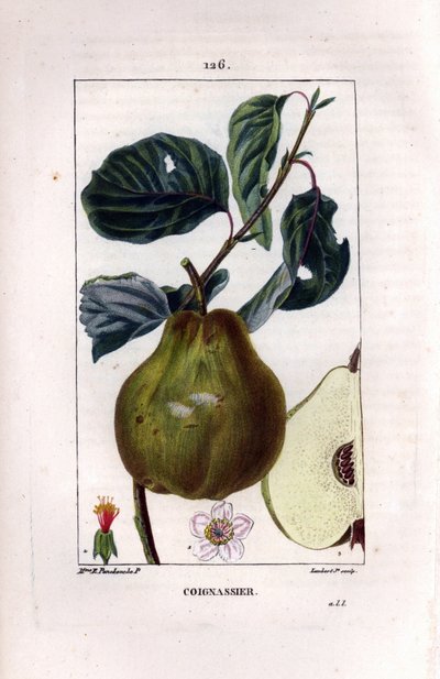 Planche botanique : cognassier - Ernestine Panckoucke