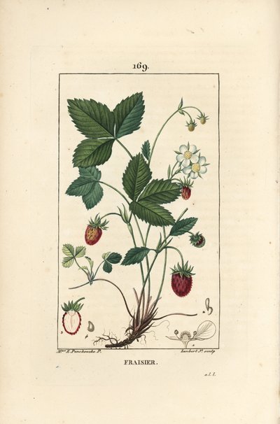Fraise cultivée - Fraise, Fragaria ananassa, montrant fleur, feuille, fruit mûr, racines et section à travers le fruit - Ernestine Panckoucke