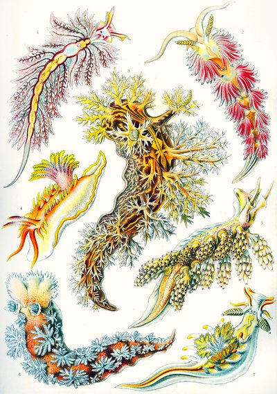 Une collection de Nudibranchia de 