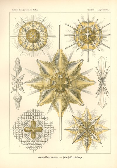 Acanthometra - Stachelstrahlinge, Pl.21 de 