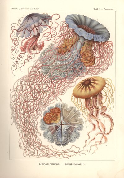 Discomedusae - Scheibenquallen, Pl. 8 de 