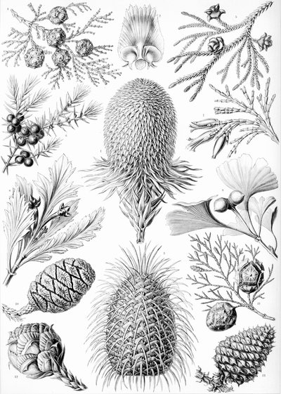 Exemples de Coniferae de 