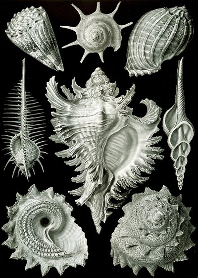 Exemples de Prosranchia - coquilles de divers gastéropodes prosobranches, de 