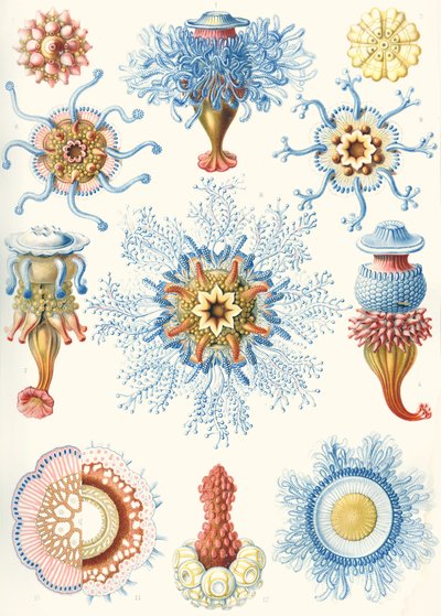 Exemples de Siphonophorae de 