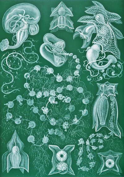 Exemples de Siphonophores de 