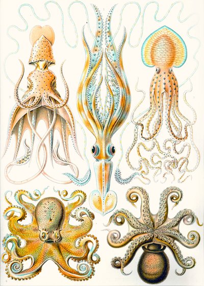Exemples de divers Céphalopodes 