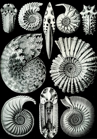 Illustration de Ammonitida de "Kunstformen der Natur" 1904 - Ernst (after) Haeckel