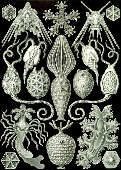 Illustration de Amphoridea de "Kunstformen der Natur" 1904 - Ernst (after) Haeckel