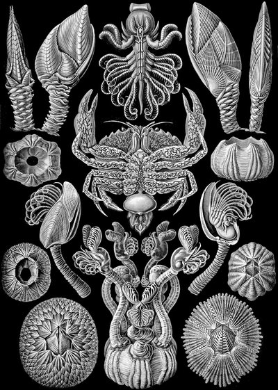 Illustration de Cirripedia de "Kunstformen der Natur" 1904 - Ernst (after) Haeckel